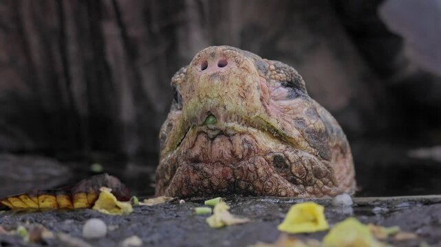 Close up of an endemic Gal&aacute;pagos giant tortoise in the wild on the Gal&aacute;pagos Islands in Ecuador (Chelonoidis niger)
