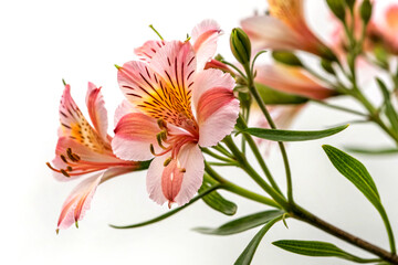 Close-up of vibrant quamoclit pennata flower with delicate petals on white background