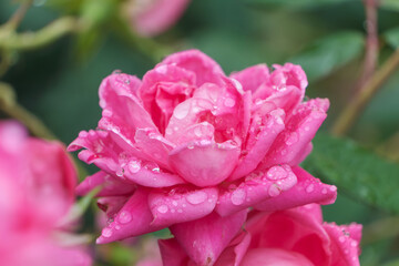 朝露に濡れたピンク色の薔薇のクローズアップ
