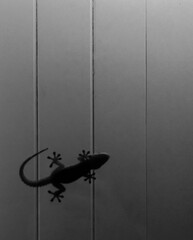 gecko
