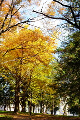 Fototapeta premium 秋の公園で美しく黄金色に色づいた紅葉の木々と青空の風景
