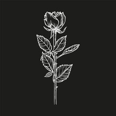 Rose flower - line art botanical sketch. Outline drawing in engraving style. Aromatherapy, perfumes, spa treatments, and herbal gardens. Hand drawn vector clipart illustration, isolated
