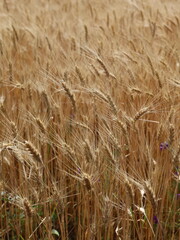 golden wheat field in summer