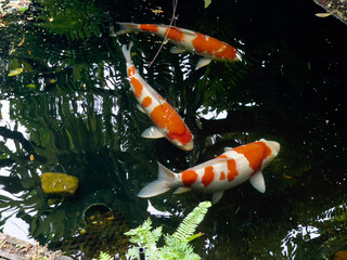 Koi fish in mininal garden pond