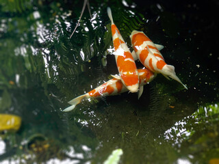 Koi fish in mininal garden pond