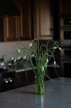 Garlic flowers in kitchen 