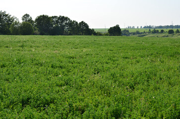 A Lush Green Field in the Countryside wallpaper