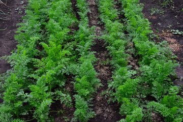 Carrot Plants Growing in Rows in a Vegetable Garden isolated organic
