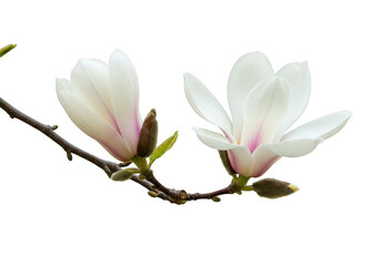 Close up of two white magnolia flowers on a branch isolated on transparent background