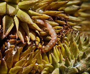 Durian borer in the garden
