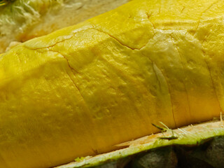 fresh organic durian in garden