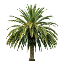 Fototapeta premium A lush green palm tree with a textured trunk and vibrant fronds isolated on transparent background