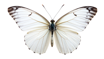 Close-Up White Butterfly on Transparent PNG – Generative Art 
