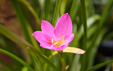 Pink rain lily in the garden