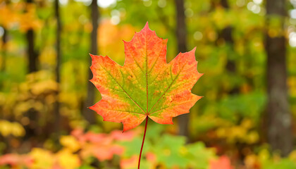 Vibrant maple leaf displays autumn colors against a blurred forest background showing the season's beauty and tranquility.