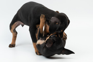 Doberman pinscher small puppies play