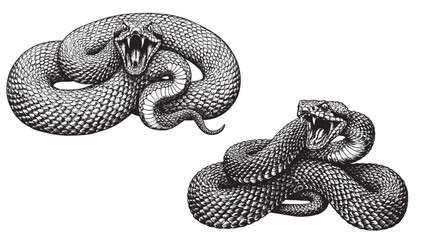 Detailed engraved viper coiled and hissing with open mouth and vintage bold linework