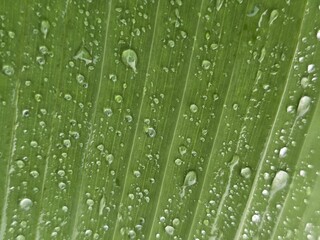Banana leaf with evenly scattered water droplets. Natural tropical texture ideal for eco-friendly...