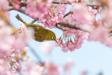 桜の枝にとまるメジロの春景色