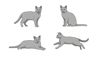 Russian Blue cats in different poses on a white background  