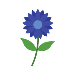 Charming cornflower flower with fringed blue petals ideal for natural and rustic artwork Vector illustration on white background