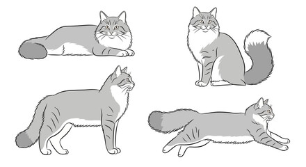 Gray Siberian cats in different poses showcasing various stances  