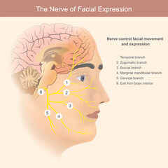 The Nerves of Facial Expression. This image illustrates the intricate network of the facial nerve and its various branches, which collectively control facial movement and expression.