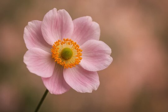 A single pink flower with a yellow center on a stem