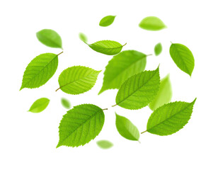 A collection of bright green leaves floating against a black backdrop isolated on transparent background