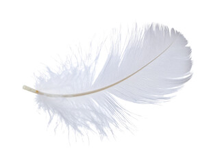 Obraz premium White Feather with Subtle Motion Blur, isolated on transparent background.