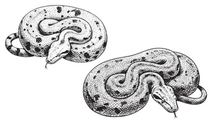 Vintage engraved boa constrictor coiled in detailed black line art on plain white background