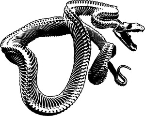 the skeleton of a snake. PNG