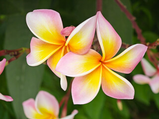 blossom frangipani in the garden