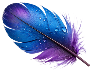Curved Purple and Blue Bird Feather with Detailed Texture and Water Droplets, isolated on transparent background.