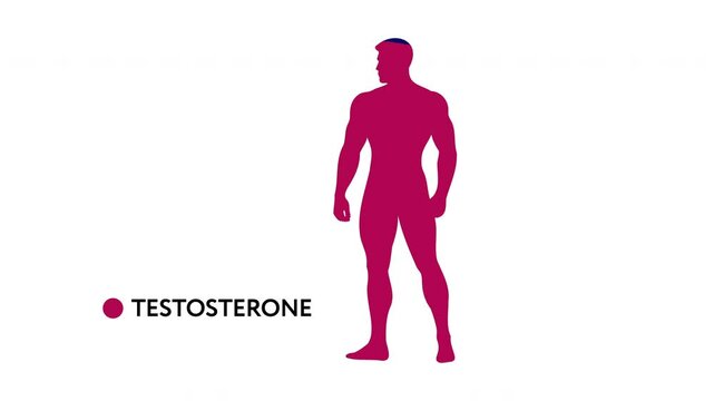 Animated illustration of a male silhouette gradually filling with red to represent testosterone effects, highlighting hormonal influence on strength, vitality, and masculinity. 4K, alpha channel.