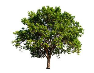 A single tree with green leaves isolated on a black background image isolated on transparent background