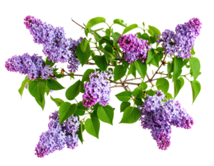 Lilac blossoms with green leaves on branches against black background isolated on transparent background