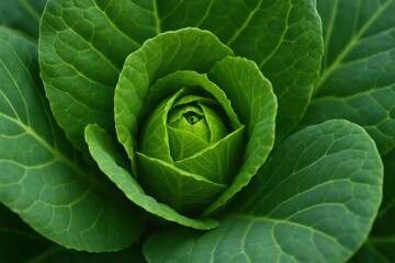 Obraz premium A close up of a head of cabbage growing in a garden