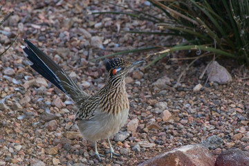 Roadrunner on the ground