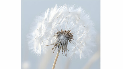 Serene close-up of a dandelion seed head, delicate white seeds against a soft blue sky, nature's gentle beauty.