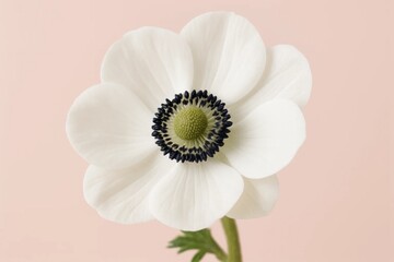 A single white flower with a black center on a pink background