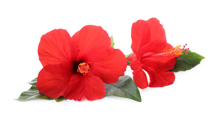 Beautiful red hibiscus flowers with green leaves isolated on white