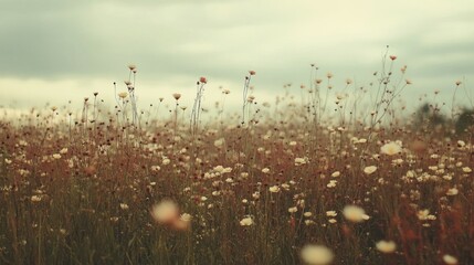 Muted Color Flower Field Landscape – Soft Natural Scene