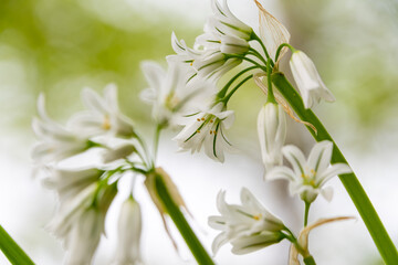 Fototapeta premium 純白のアリウム・トリケトラムの花の群生