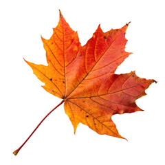 Fototapeta premium A colorful Canadian maple leaf with autumn colors of red and yellow isolated on a transparent background png