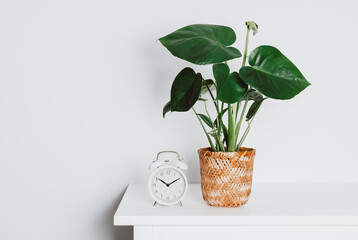 Stylish still life composition, house plant in wicker pot with vintage alarm clock on the table...