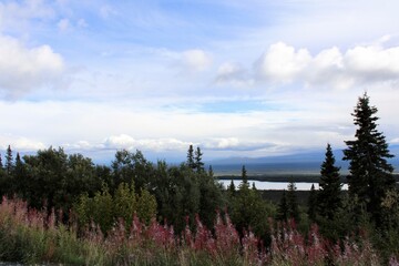 Landscape Photo of a Lake and Wildflowers Taken Along The Alaska Highway
