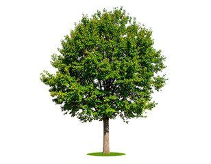 Fototapeta premium Isolated tree with green leaves and a brown trunk on a black background isolated on transparent background
