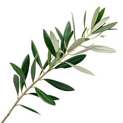 Fototapeta premium A single olive branch with green leaves, a symbol of peace isolated on a transparent background png