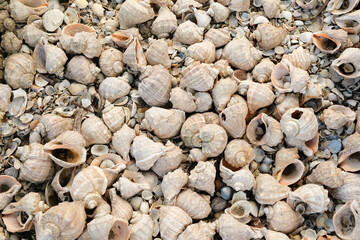 
A dense, textured close-up of numerous light-colored seashells, primarily whelks, scattered across a beach, creating a natural pattern.